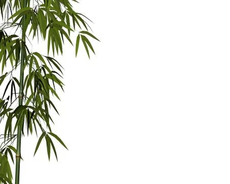 Bamboo - 3D render Stock Illustration