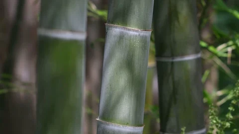 Bamboo 4K Video stock 78951619