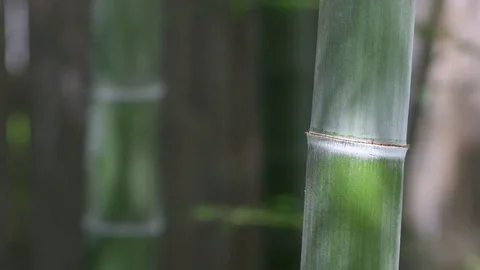 Bamboo 4K Stock Footage 78952174