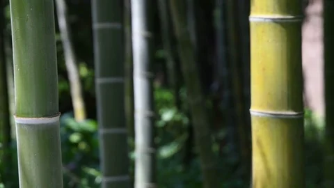 Bamboo 4K Video stock 78986190