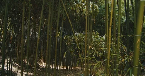 Bamboo 4K Stock Footage 121411021