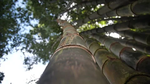 Bamboo 58 Stock Footage 155494974