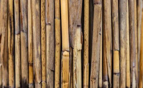 Bamboo abstract background. Texture of aged bamboo Stock Photos