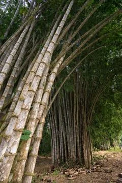 Bamboo in the Amazon area of Ecuador Stock Photos