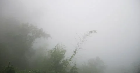 Bamboo and branches moving due to strong winds on foggy and cloudy day. Stock Footage 144205764