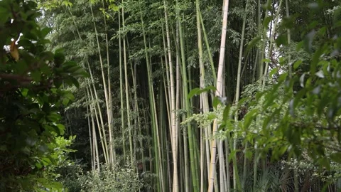 Bamboo and dense greenery rise through the wooded grounds of Ginkaku-ji 库存影片 345227350