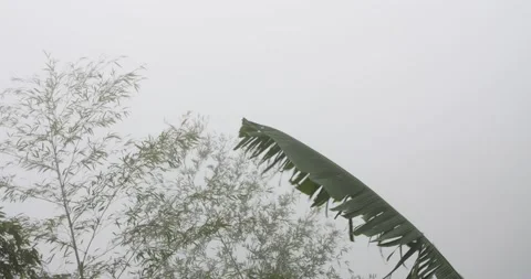 Bamboo and palm leaf moving due to strong winds on foggy and cloudy day. Stock Footage 144203347