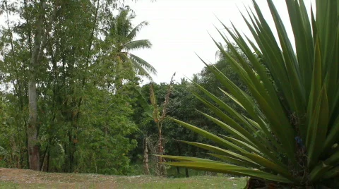 Bamboo and palm tree Stock Footage 724735
