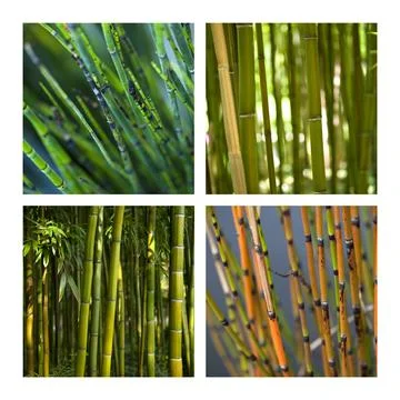 Bamboo and plants Foto stock