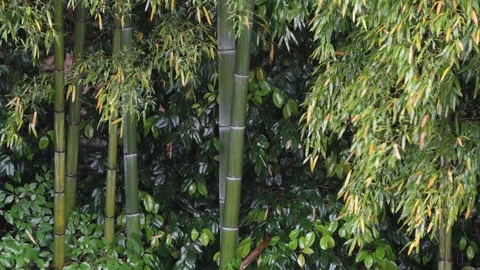 Bamboo and Rain Stock Footage 154883722