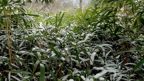 Bamboo and Snow: Vidéo 80149606