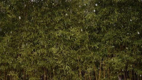 Bamboo and Snowfall 01 Stock Footage 101843817