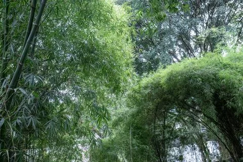 Bamboo and tree canopy combination in a tropical green area Stock Photos