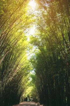 The bamboo arranged in long rows Stock Photos