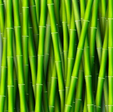 Bamboo  background concept. Vector illustration Stock Illustration