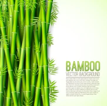 Bamboo  background concept. Vector illustration Stock Illustration
