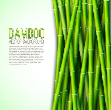 Bamboo  background concept. Vector illustration Stock Illustration