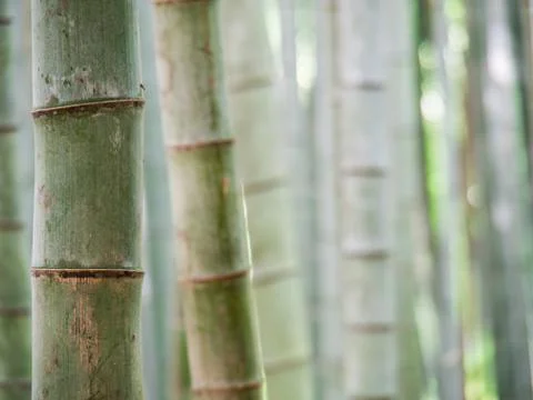 Bamboo background with copu space Stock Photos