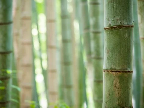 Bamboo background with copu space Foto stock