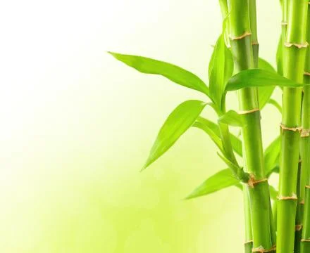 Bamboo background with copy space Foto stock