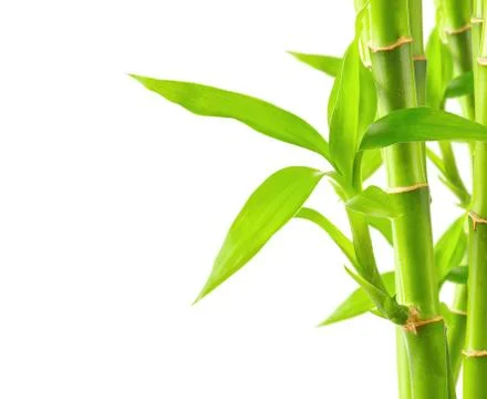 Bamboo background with copy space Stock Photos