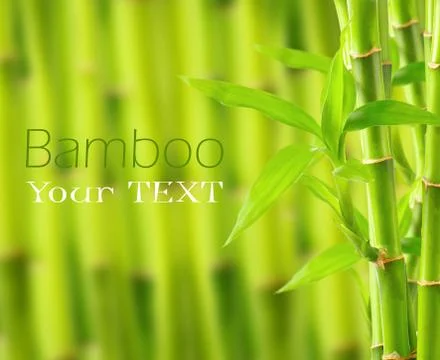Bamboo background with copy space Stock Photos