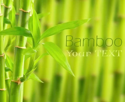 Bamboo background with copy space Stock Photos