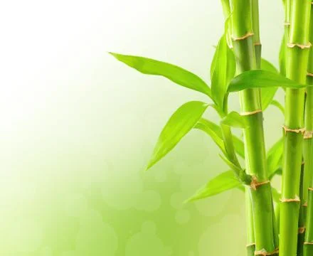Bamboo background with copy space Stock Photos