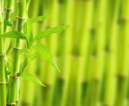 Bamboo background with copy space Stock Photos