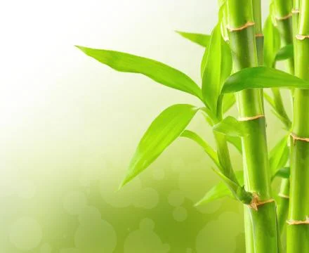 Bamboo background with copy space Stock Photos