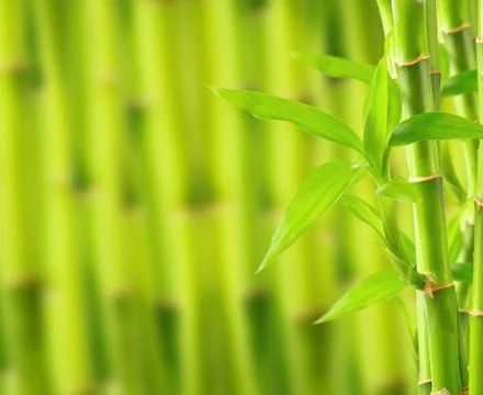 Bamboo background with copy space Stock Photos