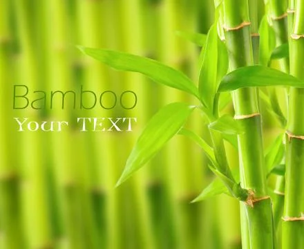 Bamboo background with copy space Stock Photos