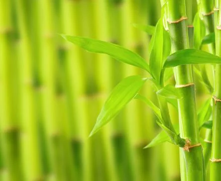 Bamboo background with copy space Stock Photos