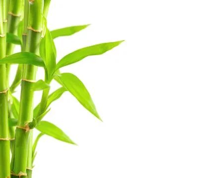 Bamboo background with copy space Stock Photos