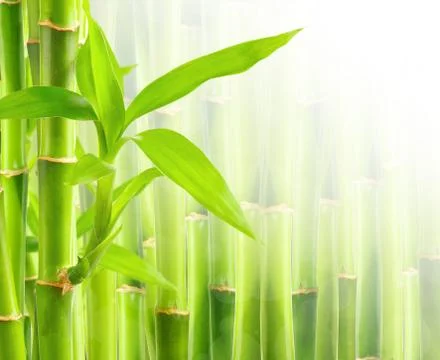 Bamboo background with copy space Stock Photos