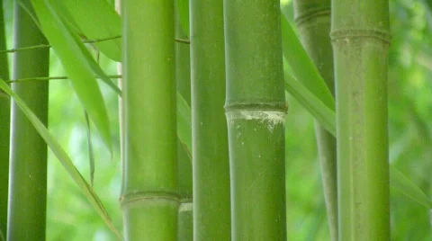 Bamboo background Stock-Footage 563597