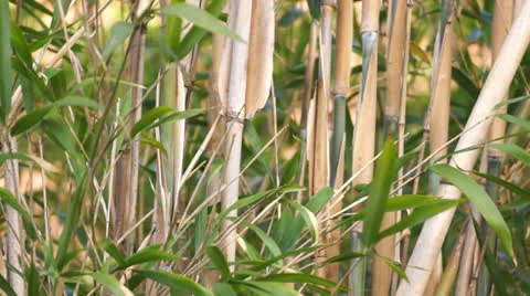 Bamboo background Video stock 22674894