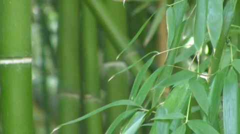Bamboo background, HD Video stock 563632