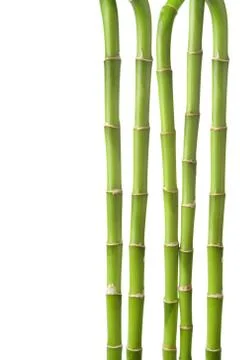 Bamboo background isolated Stock Photos