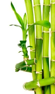 Bamboo background isolated on white Stock-Fotos