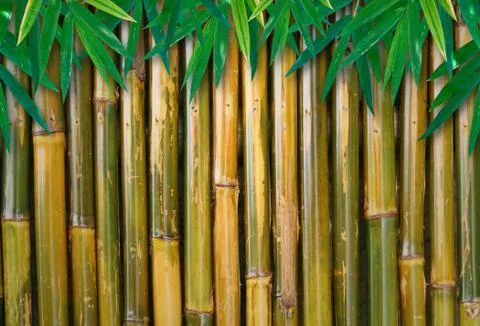 Bamboo background with leaves Stock Photos