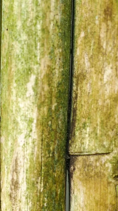Bamboo Background or Texture Series in Green Tones - Vertical Stock Footage 333121239