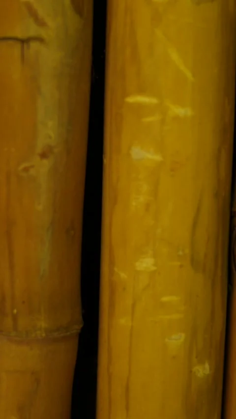 Bamboo Background or Texture Series in Brown Tones - Vertical Stock Footage 333121301