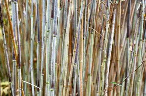 Bamboo background Stock Photos