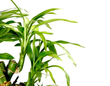 Bamboo background Stock Photos