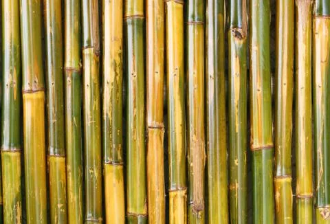 Bamboo background Stock Photos