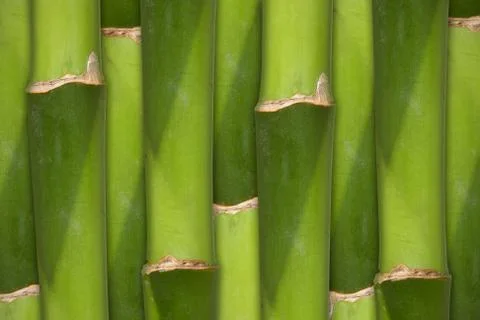 Bamboo background Stock Photos