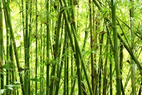 Bamboo background Stock Photos