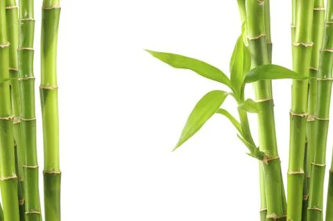 Bamboo background Stock-Fotos