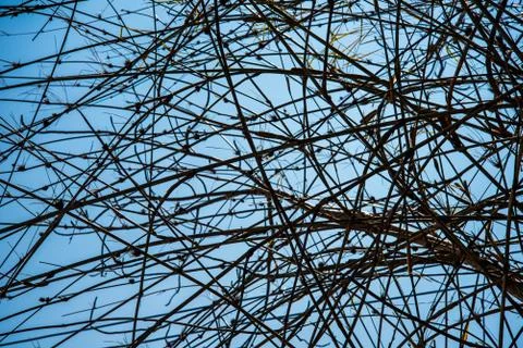 Bamboo background. Stock Photos